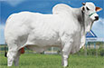 Live Cattle